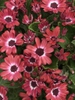 Red flowers
