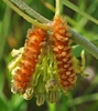Flower with two orange hairy Cinopinatus caterpillars