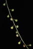 Stem and capsules (Lexington, MA)-Early Fall