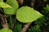 Opposite leaves (Lexington, MA)-Early Fall
