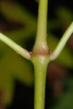 Green stem (Lexington, MA)-Early Fall