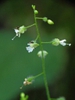 Flowers in July NC