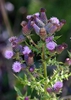 Cirsium arvense