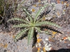 Cirsium canovirens