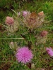several pink blooms if disc flowers