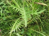 Cirsium muticum