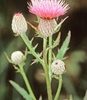 Cirsium muticum