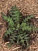 Leaves of basal rosette