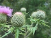 Flowers and buds