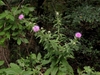 Form in bloom