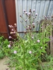 Pink thistle flowers & spiny leaves