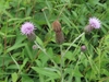 Pink thistle flowers & spiny leaves