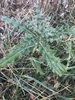 Rosette of spiny leaves