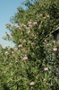 Form in bloom