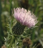 Flower detail
