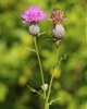 Cirsium muticum