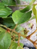 leaves and vines