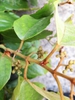 leaves and vines