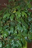 Cissus antarctica