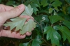 Cissus antarctica
