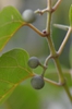 leaves and berries