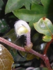 bud and leaves