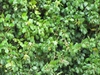 Cissus rhombifolia 