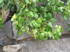 Cissus rhombifolia 