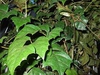 Cissus rhombifolia