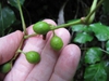 Cissus rhombifolia fruit