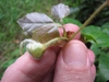 Cissus rhombifolia young leaf