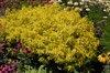 Cistus x hybridus