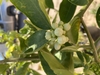 Blossom - March - NC