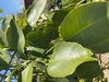 Leaves - March - NC