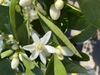 Blossom - March - NC
