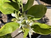 Early Fruit - March - NC
