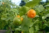 Close up of leaf and a green and orange round fruit