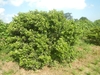 Form of a large shrubby tree