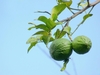 Roughgreen fruit
