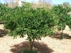 Form of a mature ercect tree