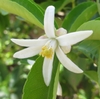 5 petaled white star-shaped flowers