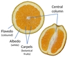 Chart showing the different parts of the fruit structure