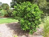 Form of dense green shrub