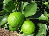 Green fruits and leaves closeup