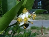 White flower detail