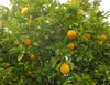 Orange fruits and green leaves with entire margins