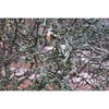 Branches with spines