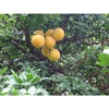 Mature fruits