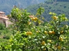 Form of the tree with yellow fruits