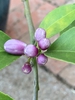 Flower buds